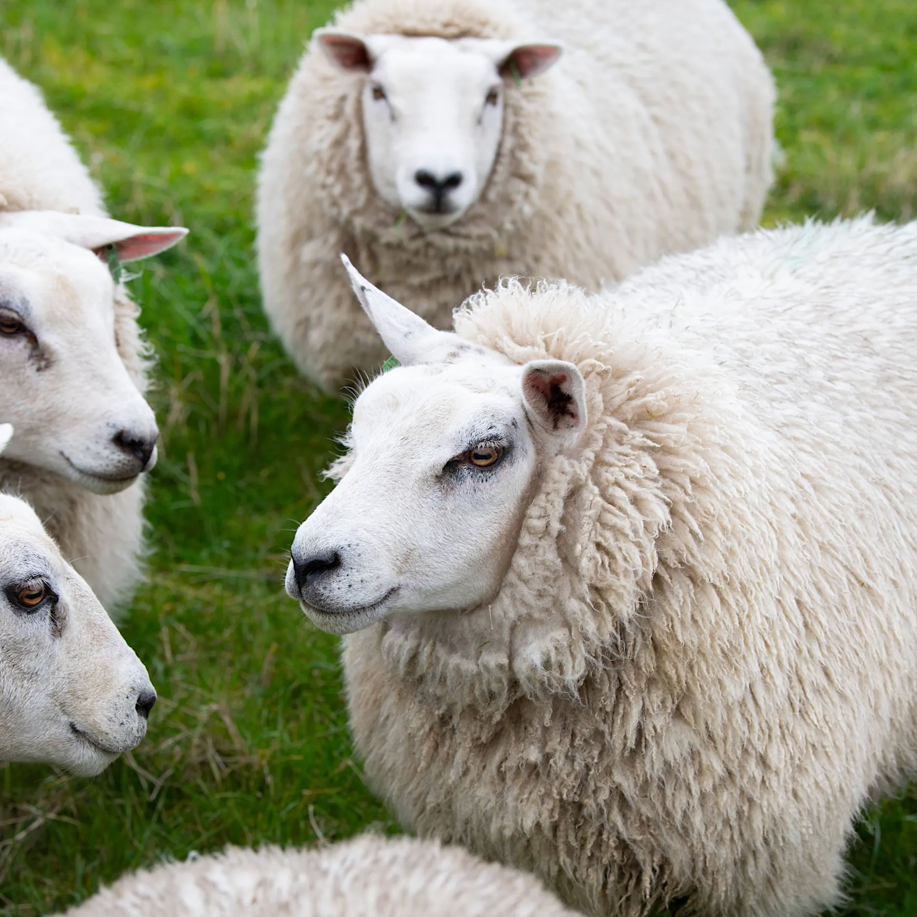 Im Schlafwagen in die Unfreiheit? Die „Berliner Erklärung zur Meinungsfreiheit“