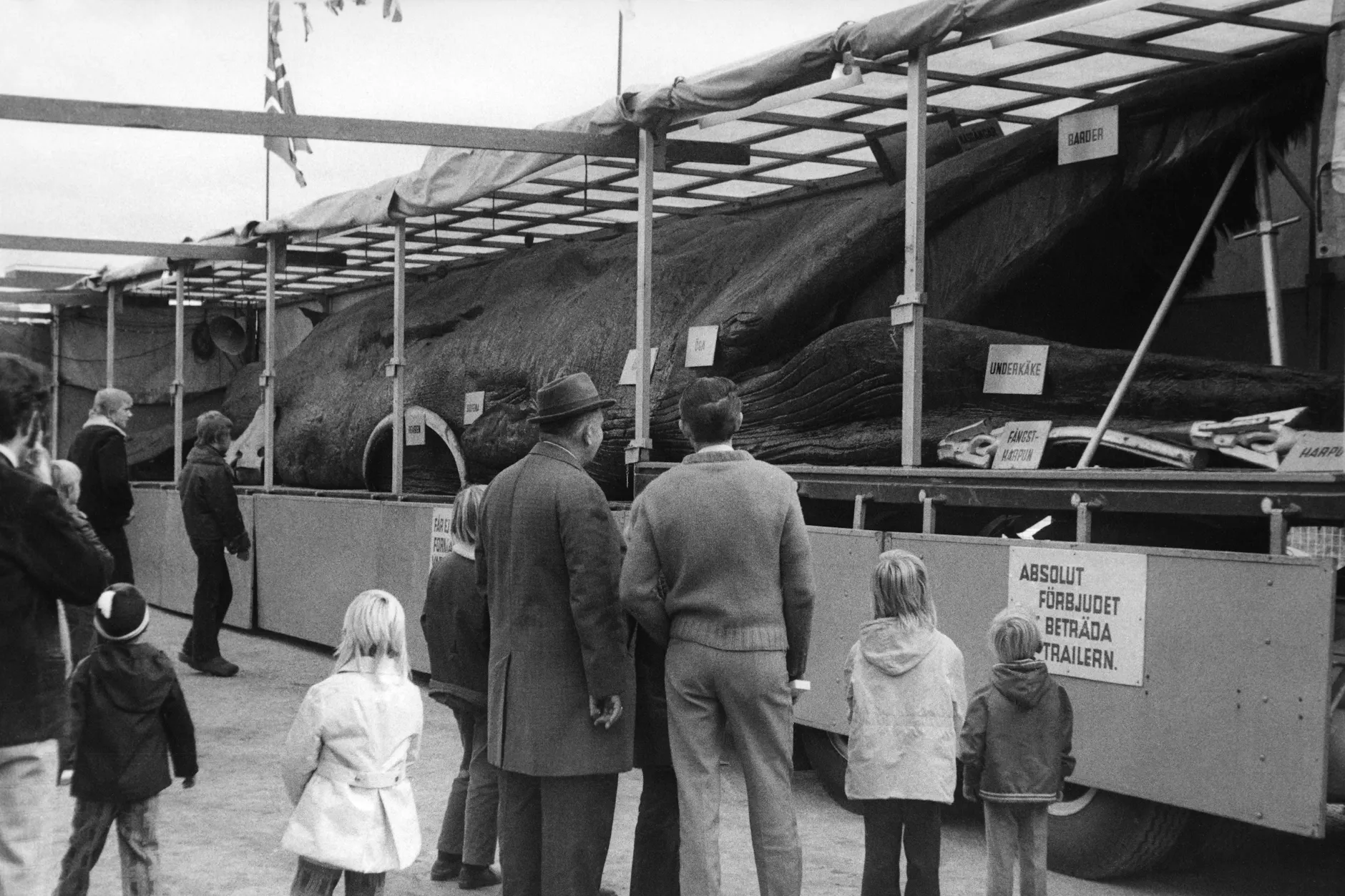 Der Westen hatte einen eigenen Wal: Jonas wurde auf einem Transporter durchs Land gekarrt und überall ausgestellt.