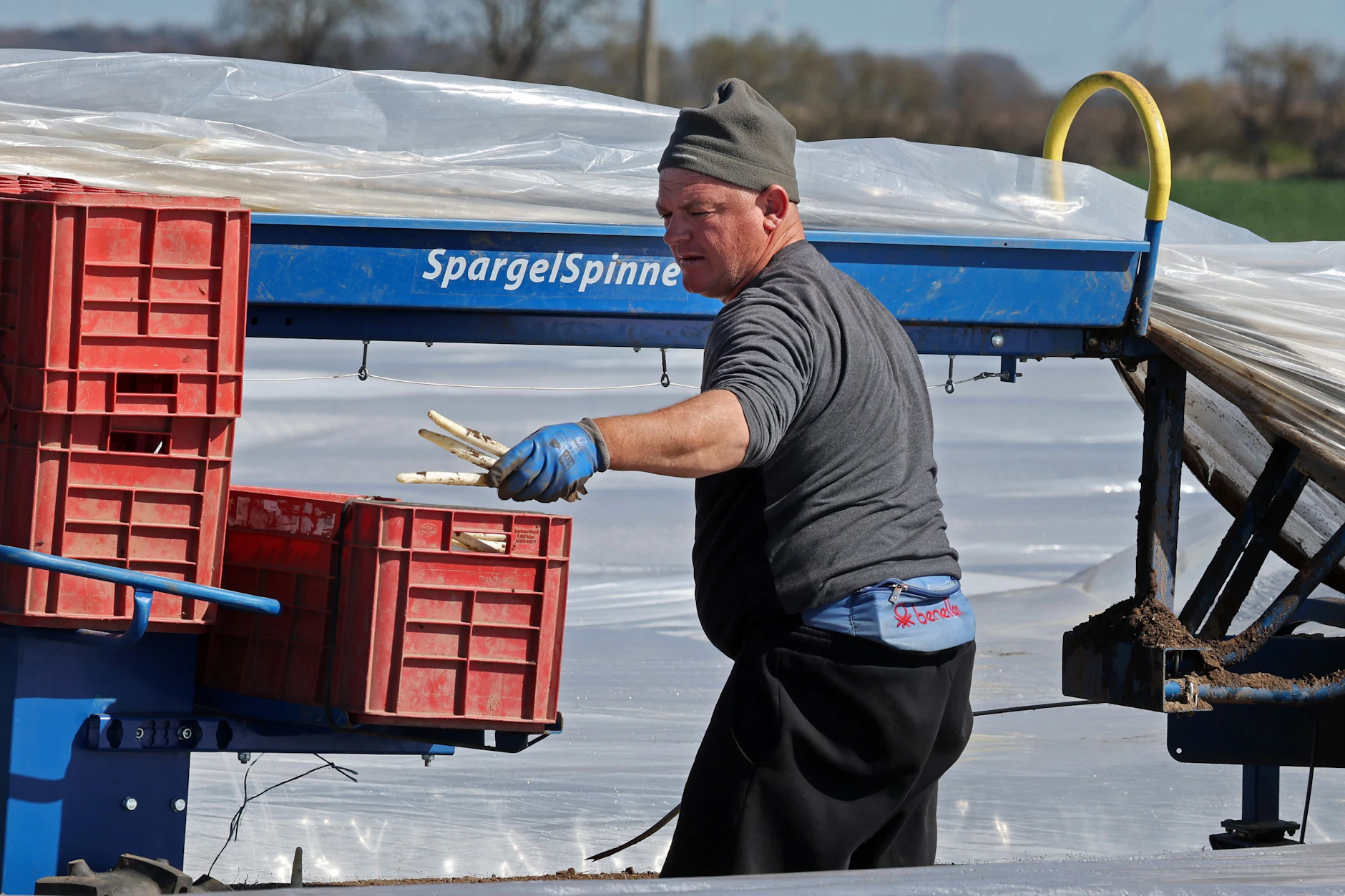 In mehreren Regionen haben in diesen Tagen die Spargelernten begonnen wie hier in Mecklenburg-Vorpommern. Damit kommt genug von dem edlen Gemüse in die Läden. Die Preise fallen.