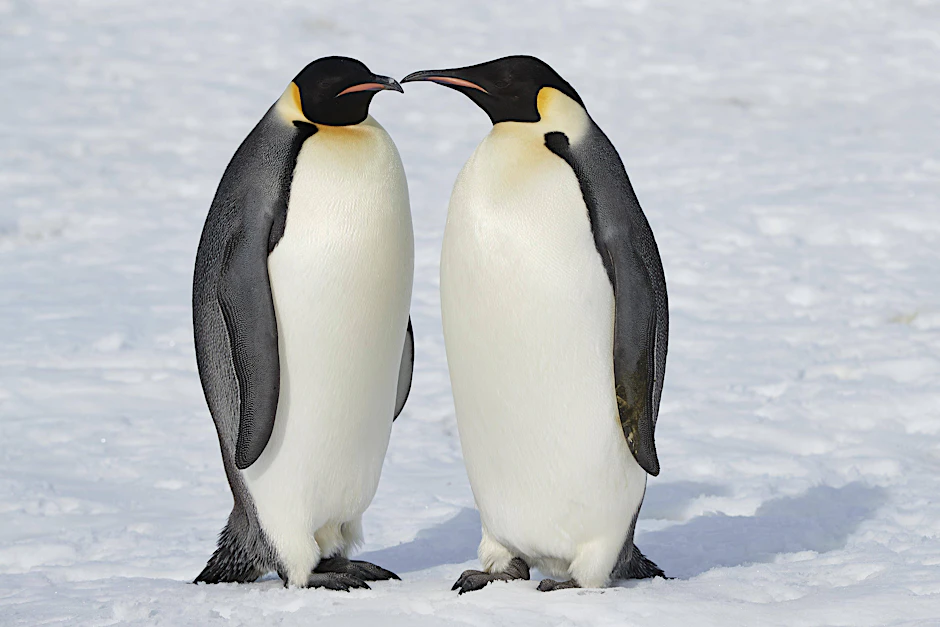 Erwachsene Kaiserpinguine auf Snow Hill Island in der Antarktis