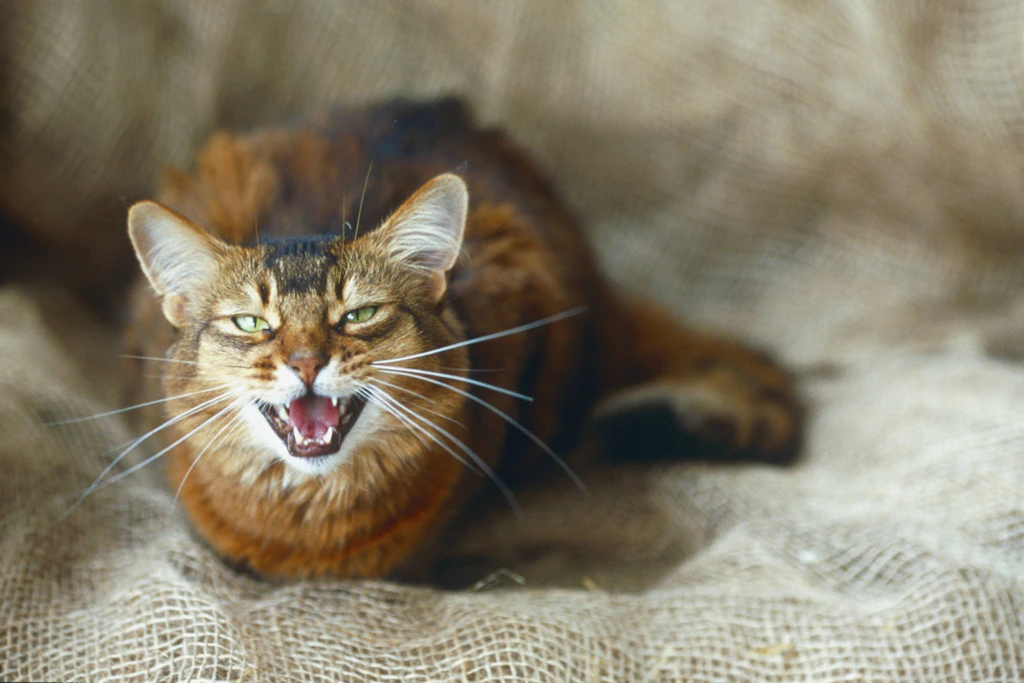 Fauchende Katze versperrt den Weg: Frau alarmiert Polizei