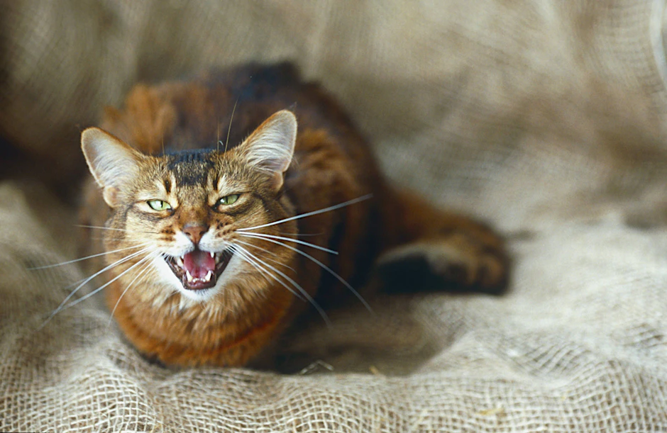 In Stralsund versperrte eine fauchende Katze einer 19-Jährigen den Weg in ihre Wohnung.
