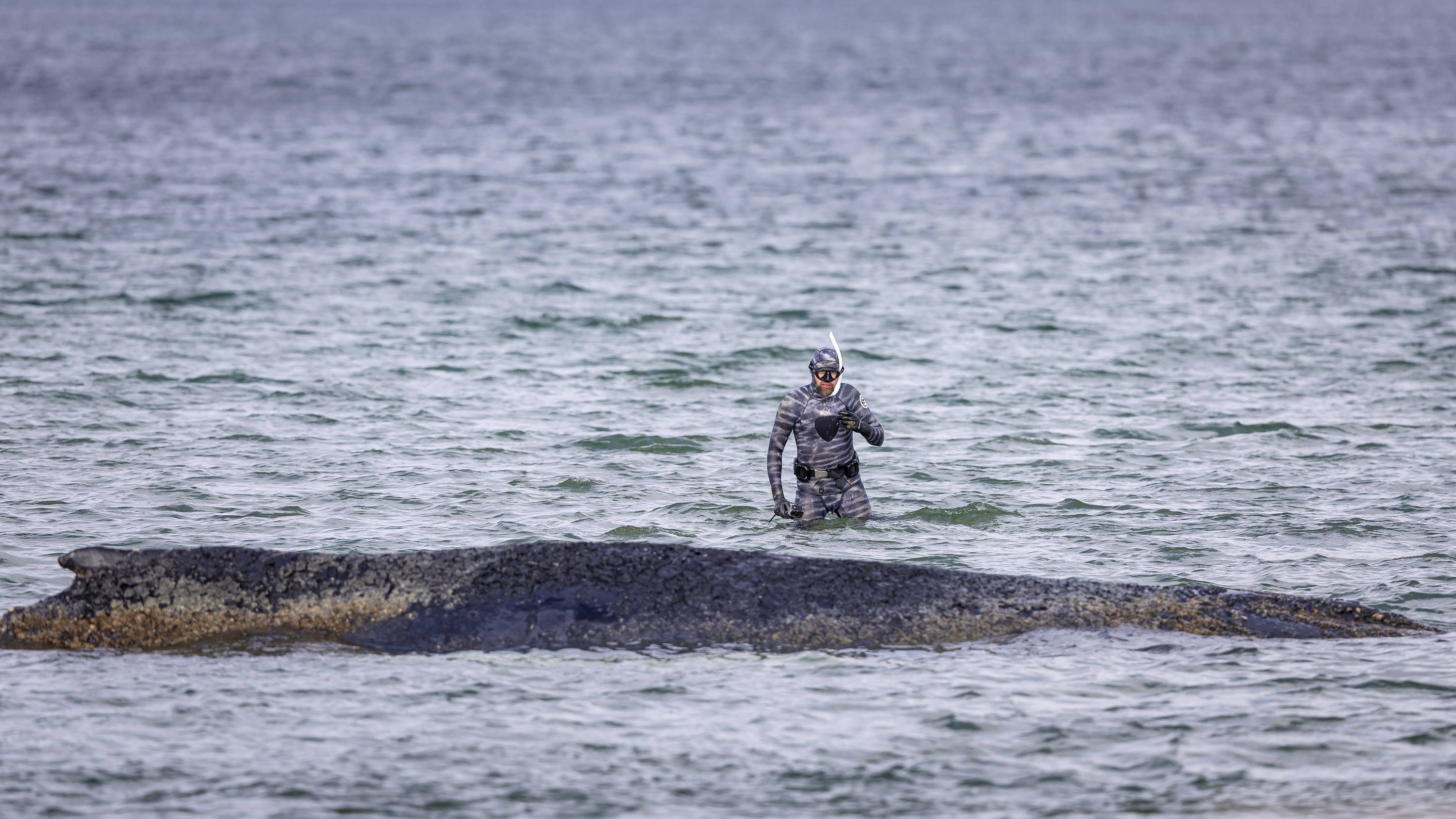 Vom Gefragten zum Gesuchten: Warum ist der Wal-Experte plötzlich abgetaucht?