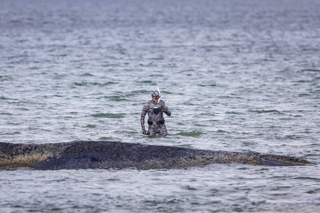 Vom Gefragten zum Gesuchten: Warum ist der Wal-Experte plötzlich abgetaucht?