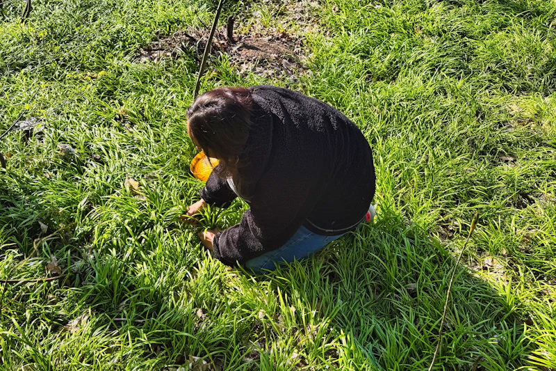 Warum Berliner jetzt Bärlauch pflücken – und worauf sie achten müssen