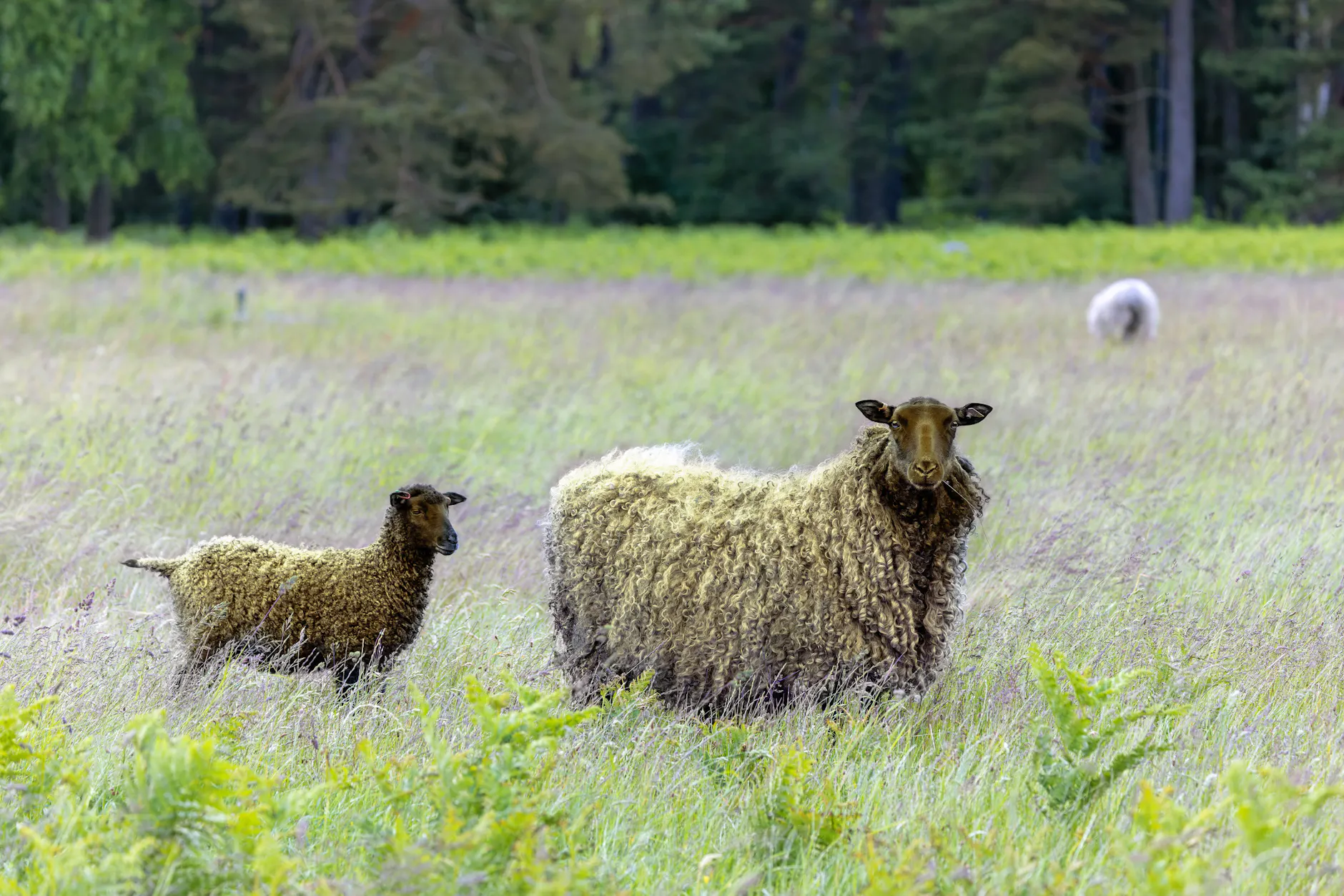 Gotlandschafe sollen den Park schön halten.