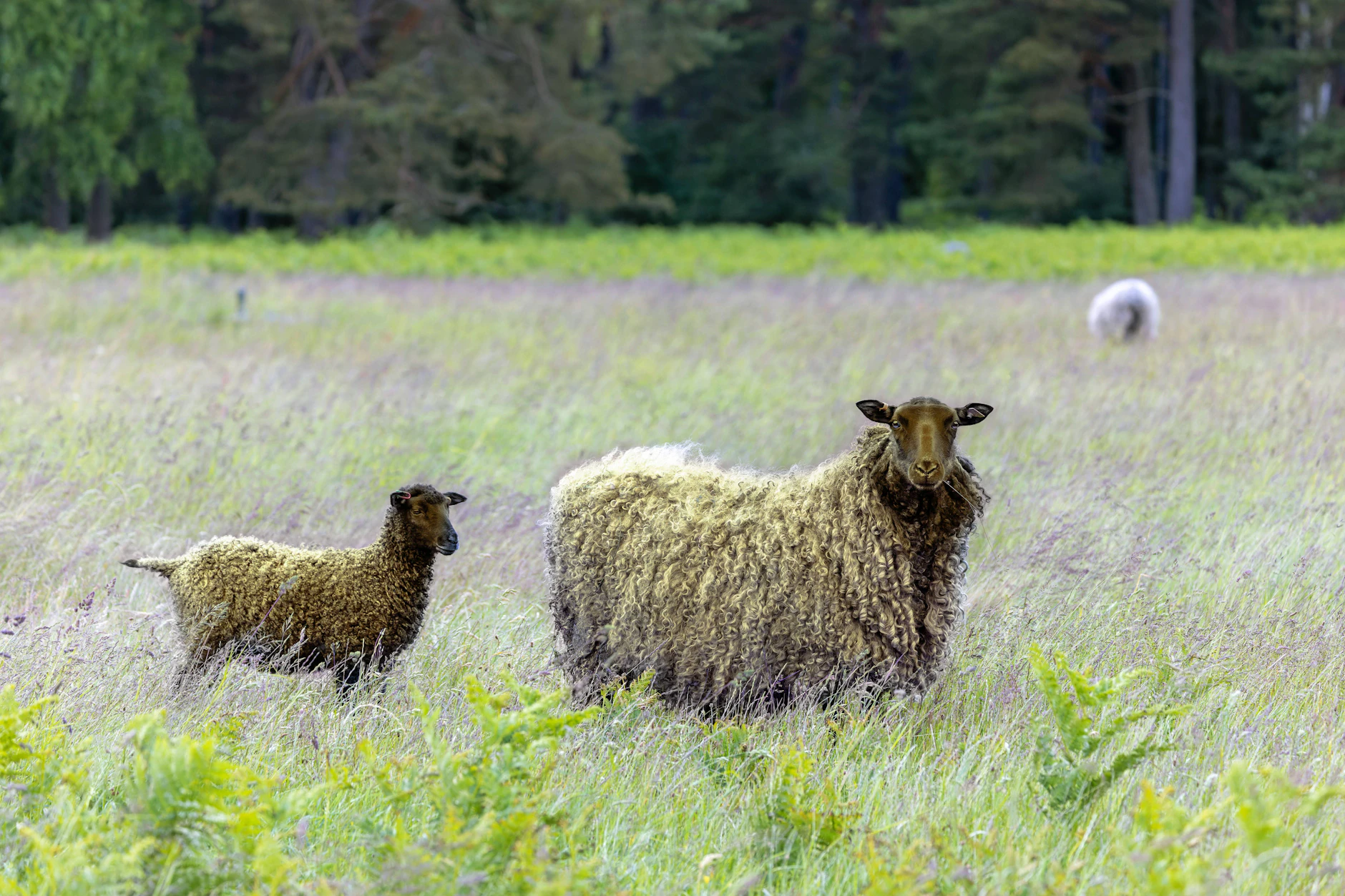 Gotlandschafe sollen den Park schön halten.