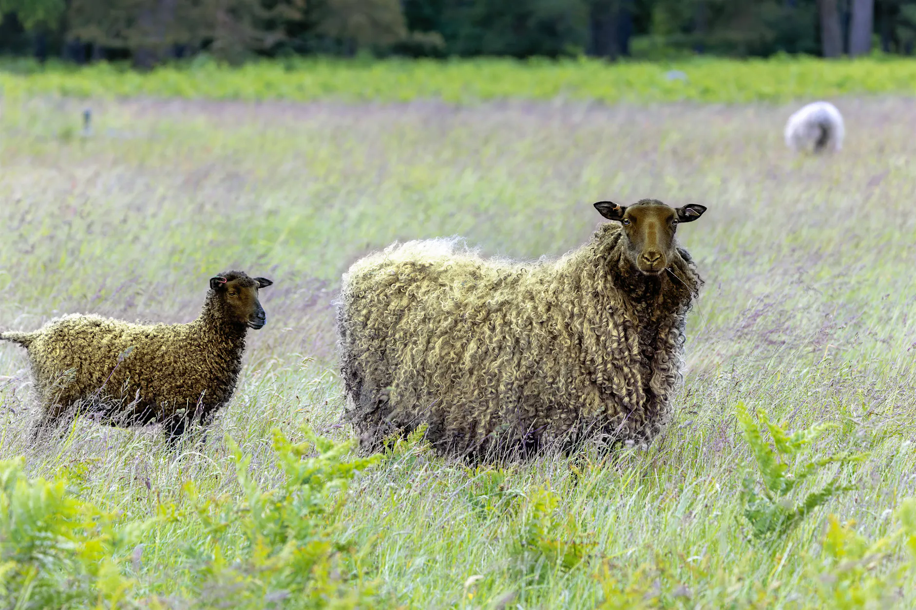 Volkspark Rehberge bekommt Schafe als Rasenmäher