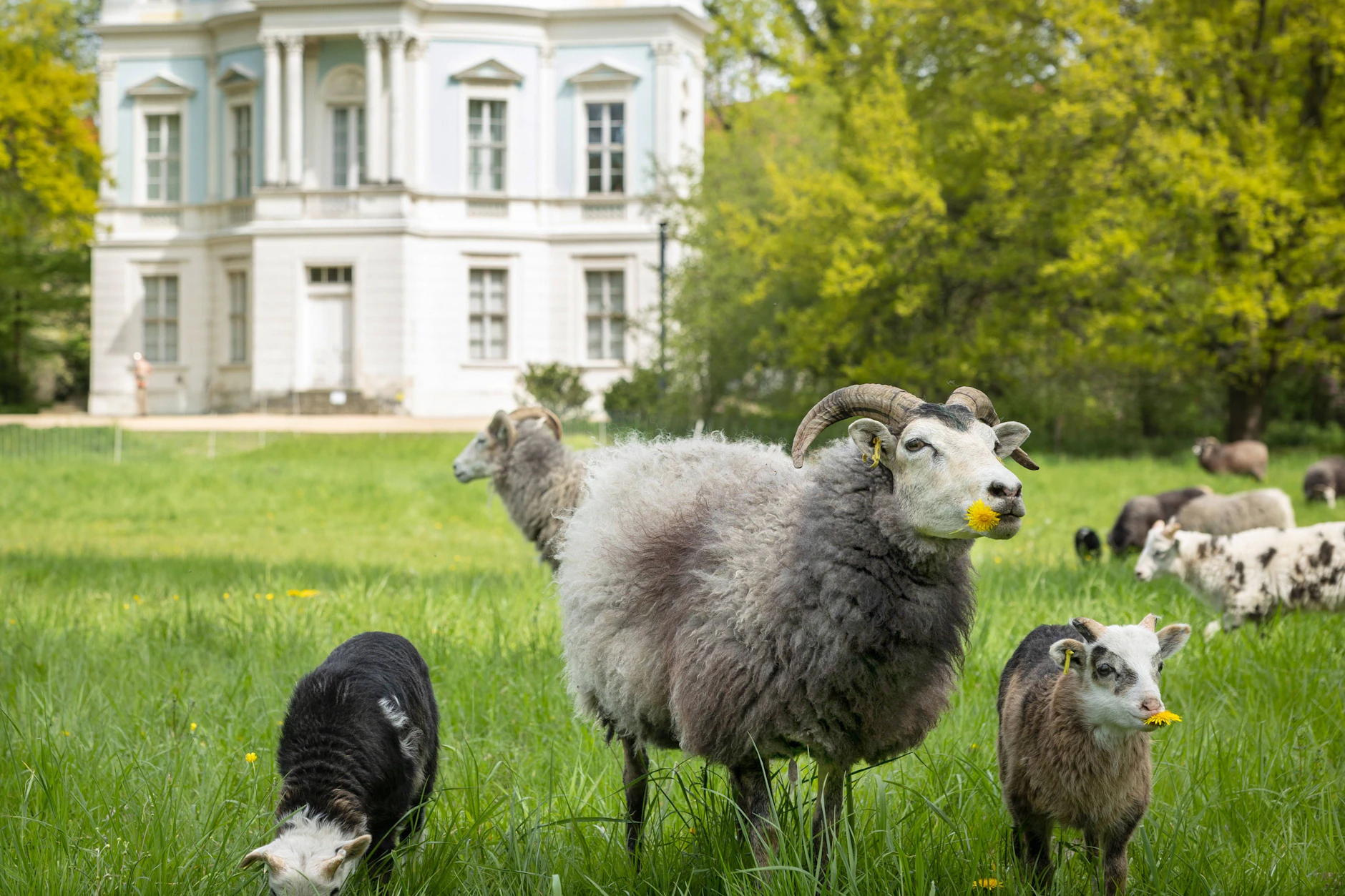 Im Berliner Schlossgarten Charlottenburg sorgten auch schon Gotlandschafe für Ordnung auf dem Rasen.