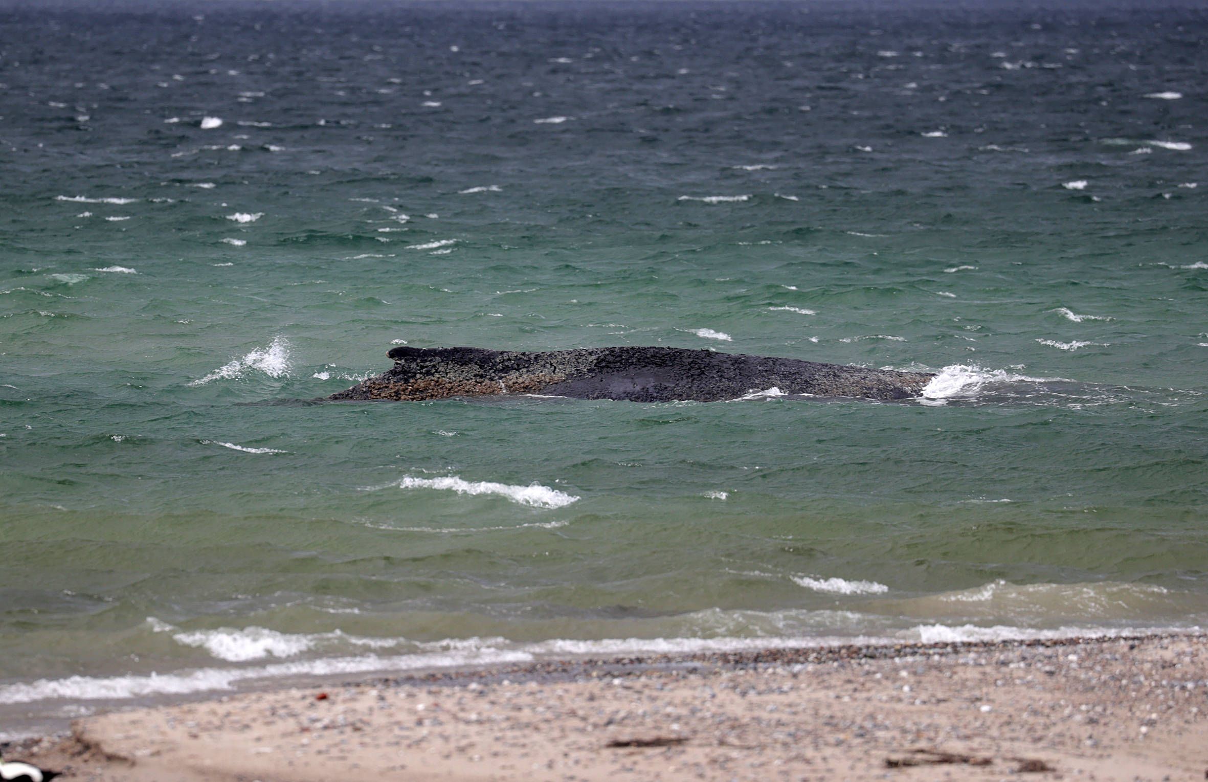 Das passiert nach seinem Tod: Wird Wal Timmy zu Biodiesel verarbeitet?