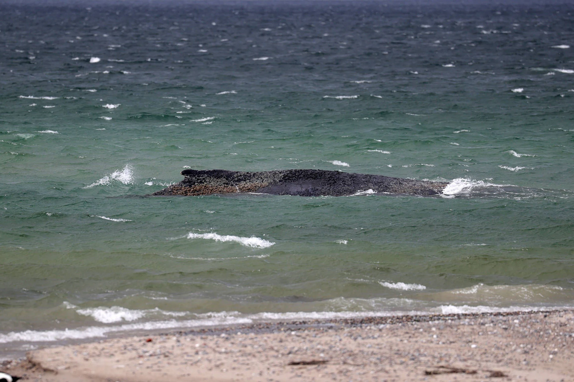 Wal Timmy wird nach seinem langen Kampf bald sterben.