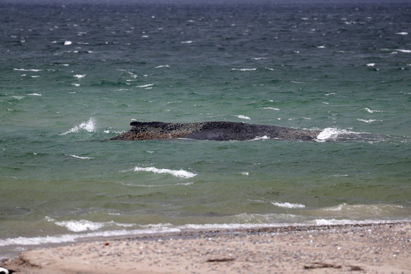 Das passiert nach seinem Tod: Wird Wal Timmy zu Biodiesel verarbeitet?
