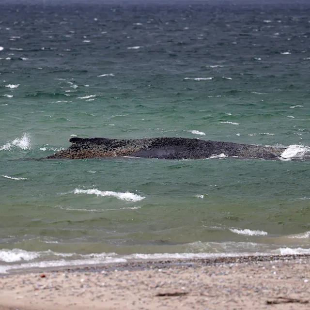 Das passiert nach seinem Tod: Wird Wal Timmy zu Biodiesel verarbeitet?