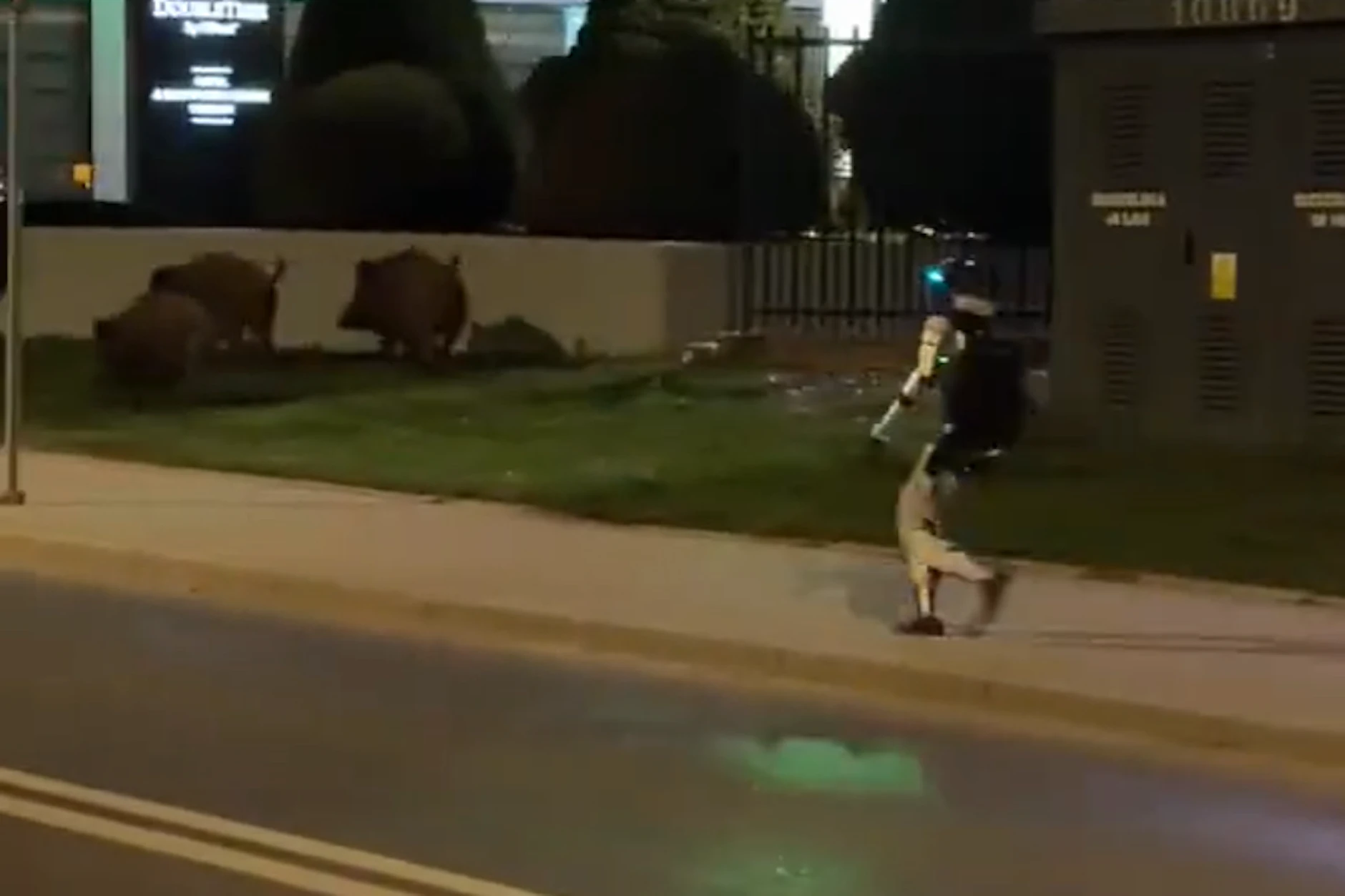 Der Roboter läuft durch die Straßen in Warschau und vertreibt die Wildschweine. 