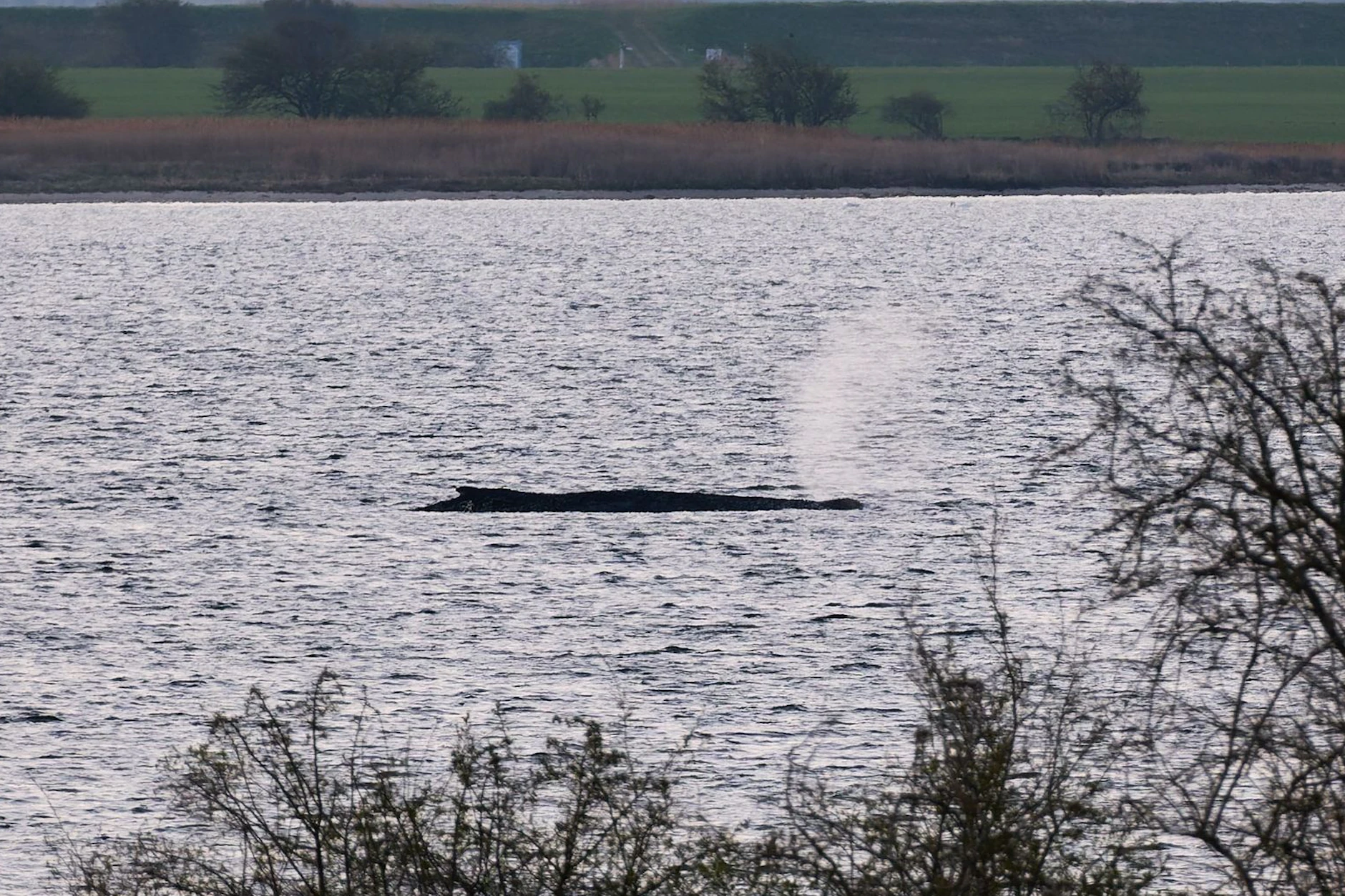 Der Buckelwal der Timmy genannt wird, liegt seit zwölf Tagen in der Bucht von Poel bei Wismar.