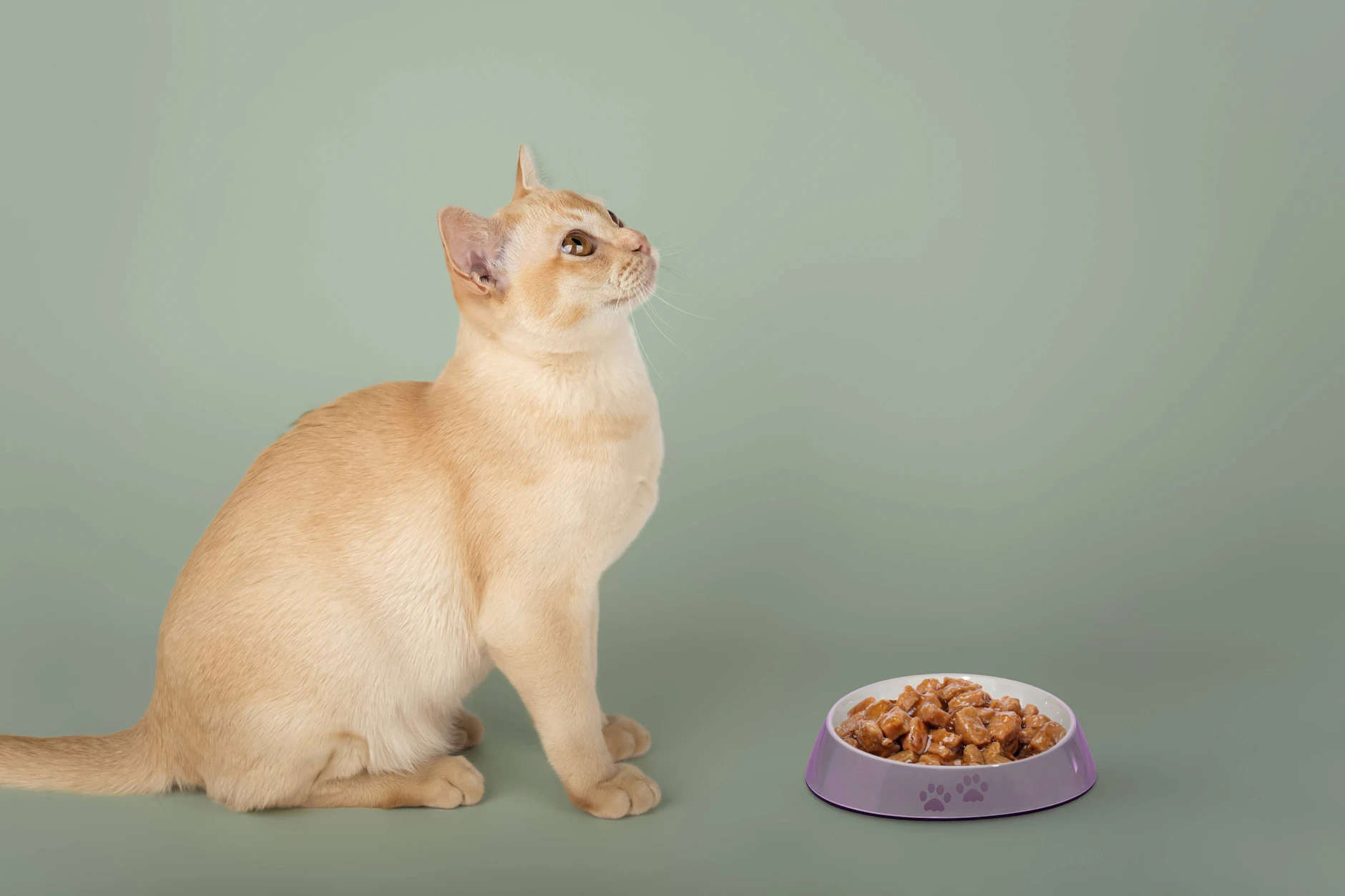 Die Katze scheint mit dem Fressen im Napf nicht zufrieden zu sein und erwartet etwas anderes.