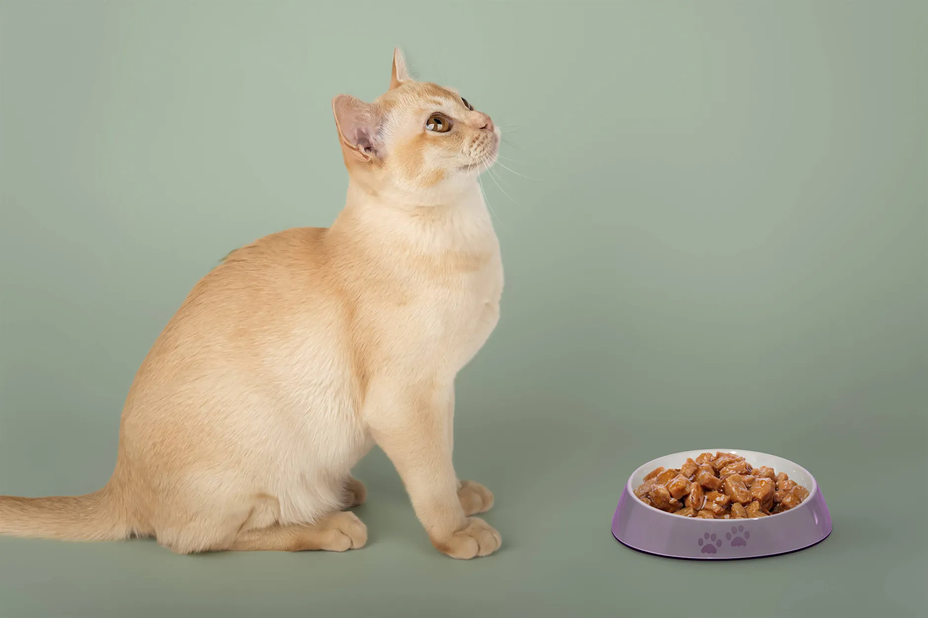 Rätsel gelöst! Darum lassen Katzen ihr Futter liegen – und das kann man dagegen tun