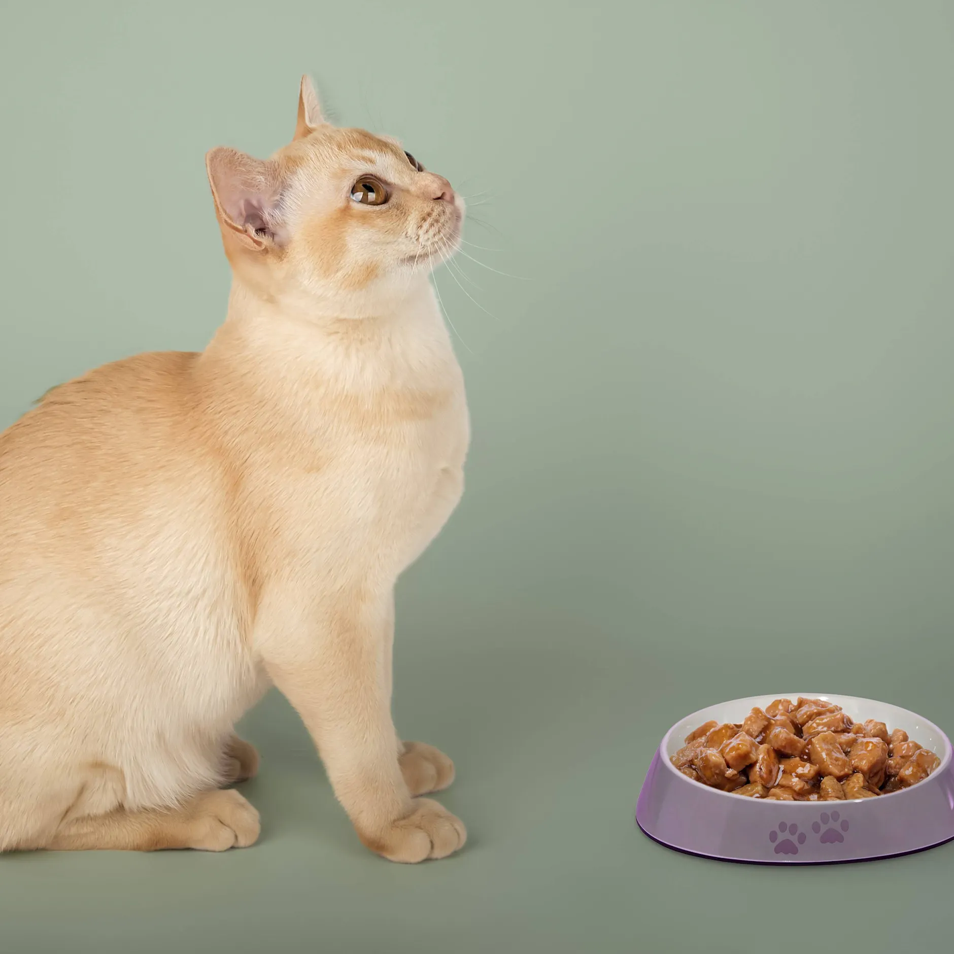 Rätsel gelöst! Darum lassen Katzen ihr Futter liegen – und das kann man dagegen tun