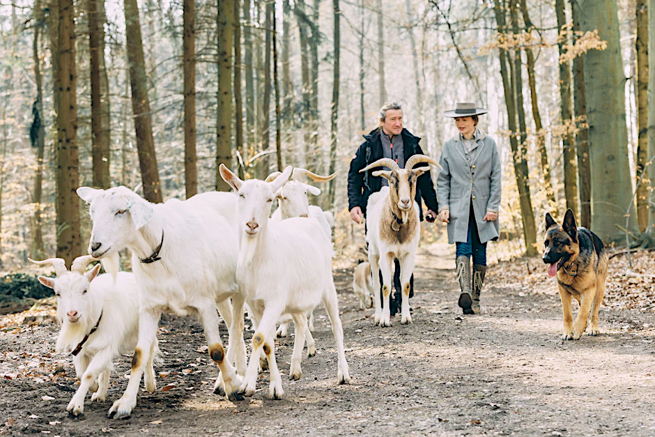 Auf dem Weg zu mir selbst – ein Spaziergang mit Ziegen