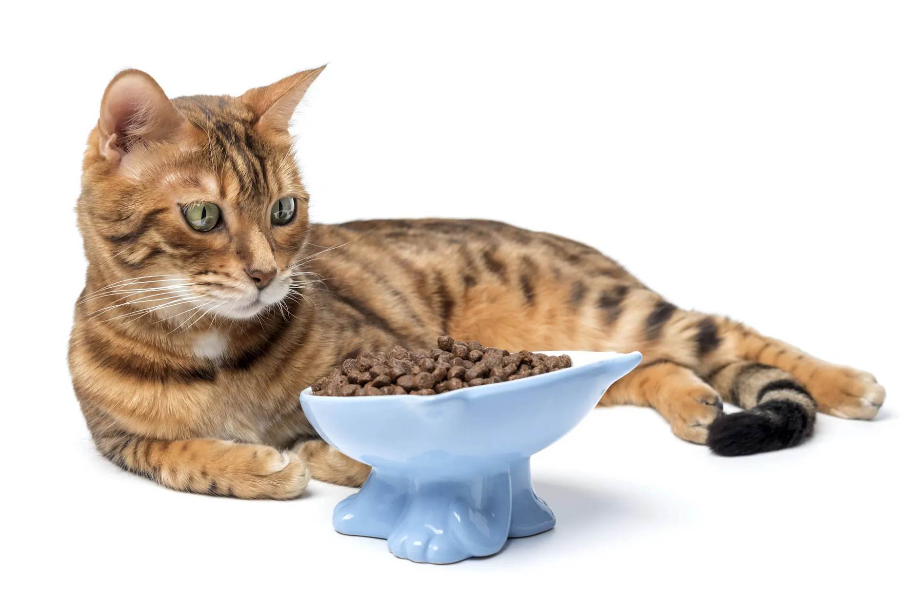 Das Fressen kann noch so schön serviert sein – wenn die Mieze nicht will, will sie nicht. Oder gibt es doch Tricks, sie zum Fressen zu bringen?