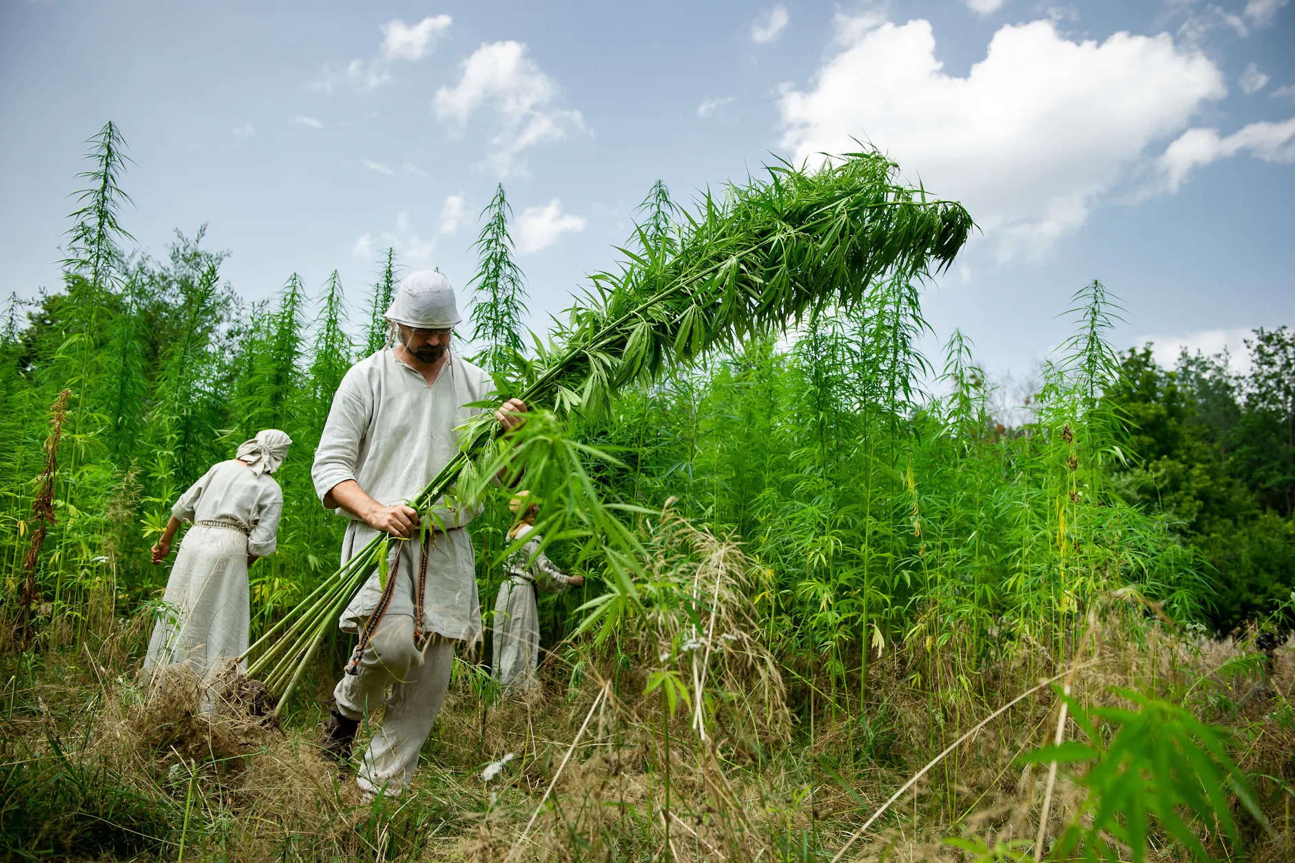 Üppige Hanfernte 2021 im Museumsdorf Düppel, die Pflanzen wuchsen auf mehr als drei Meter Höhe. In diesem Jahr ist der Anbau plötzlich verboten.