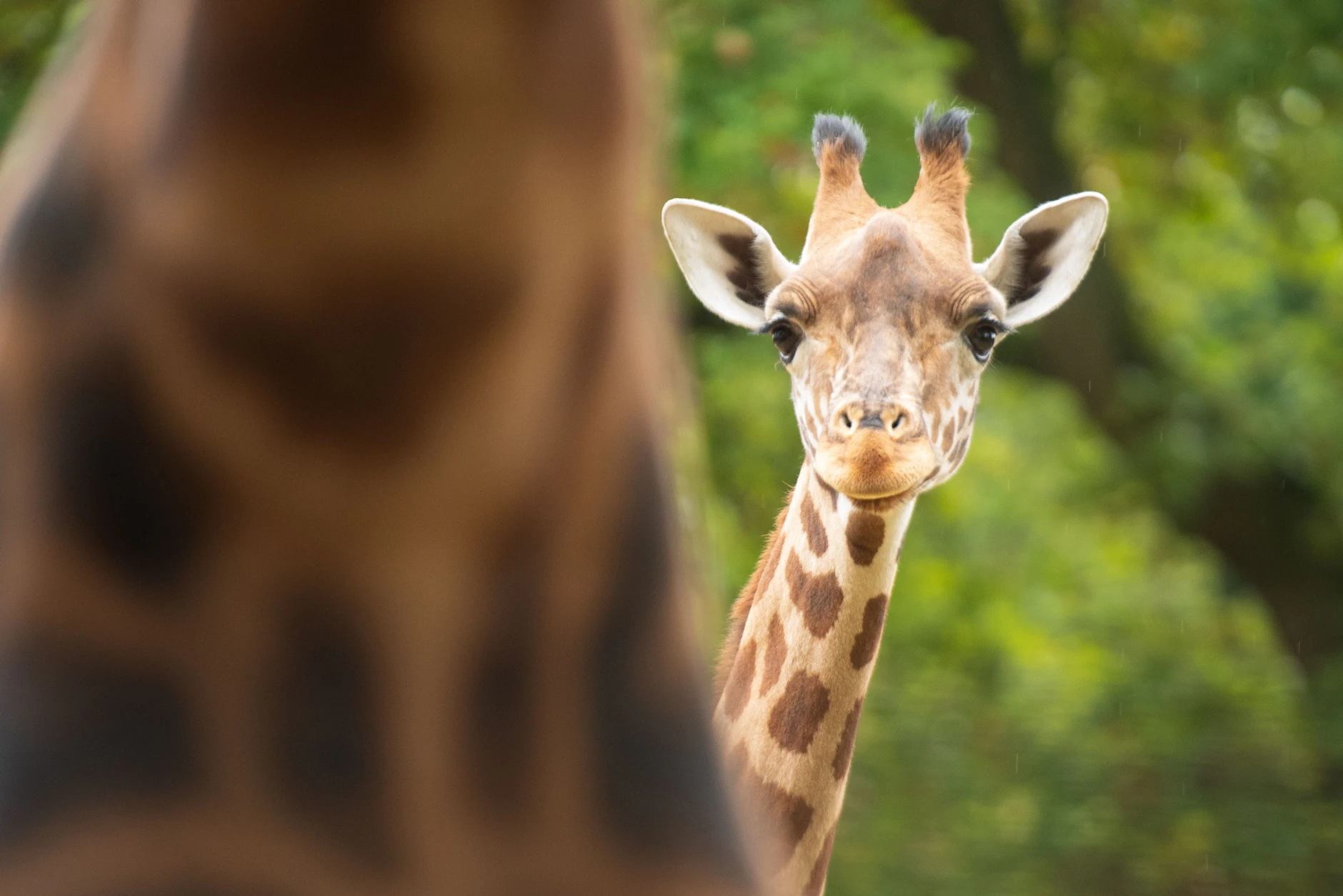 Der kleine Giraffenbulle Vizuri ist jetzt im Zoo Berlin gelandet, muss sich hier aktuell einleben.
