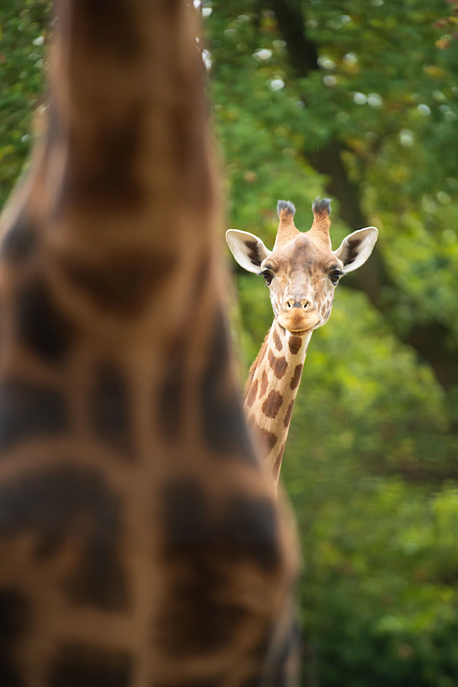 Der kleine Giraffenbulle Vizuri ist jetzt im Zoo Berlin gelandet, muss sich hier aktuell einleben.