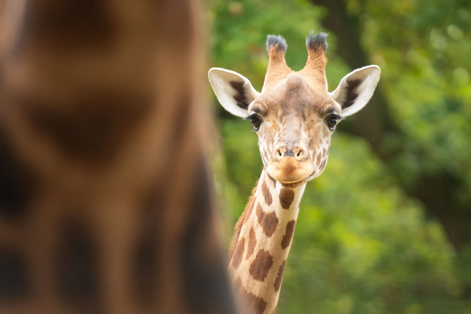 Zoo macht das Antilopenhaus dicht: Sorry, Berlin, ich bin dran schuld!