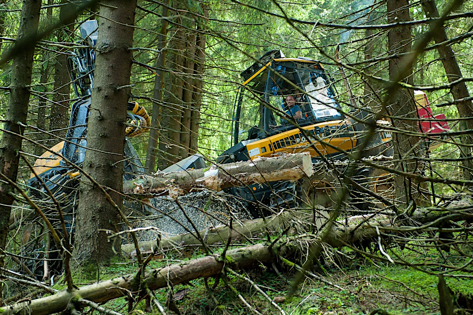 Viele Bäume mussten nach der massiven Borkenkäferplage zwangsweise gefällt werden.