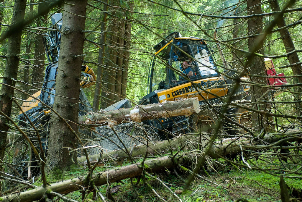 Wälder atmen auf: In Thüringen werden weniger Bäume gefällt