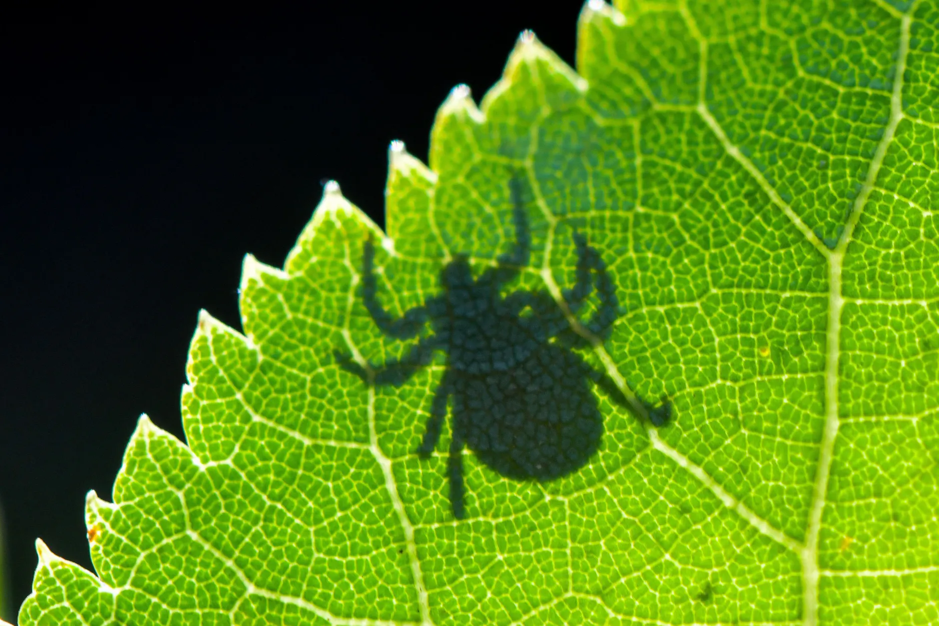 Zecken gehören wohl neben Mücken, Fliegen und Bremsen sicher zu den unangenehmsten tierischen Zeitgenossen.