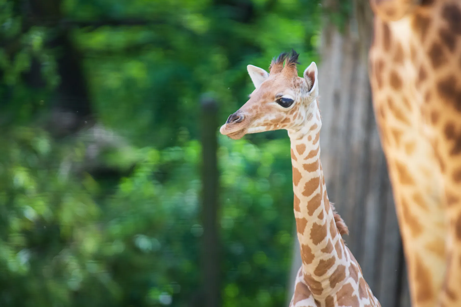 Schon in der kommenden woche soll Giraffenbulle Vizuri im Zoo Berlin für Besucherinnen und Besucher zu sehen sein.