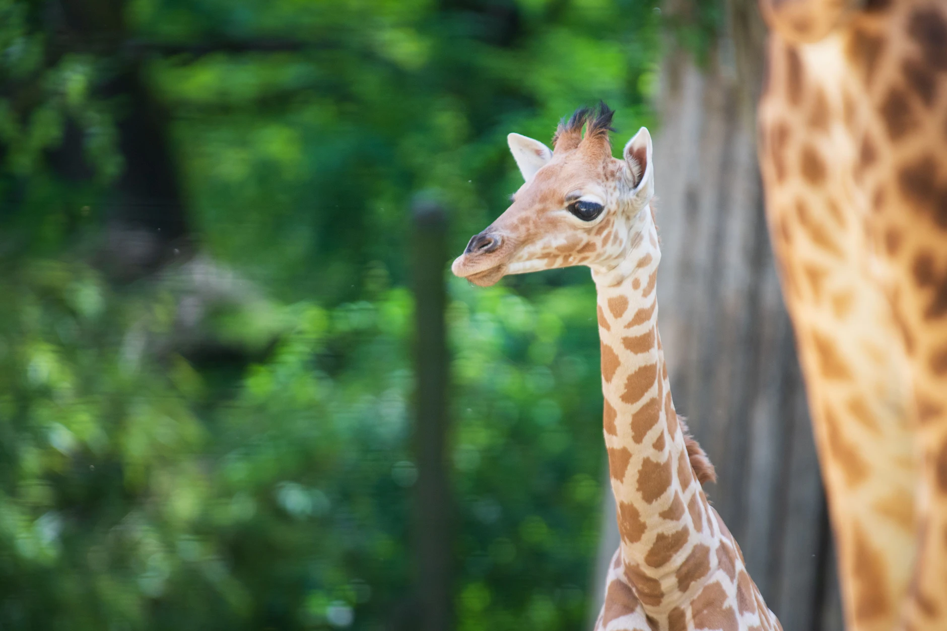 Schon in der kommenden woche soll Giraffenbulle Vizuri im Zoo Berlin für Besucherinnen und Besucher zu sehen sein.