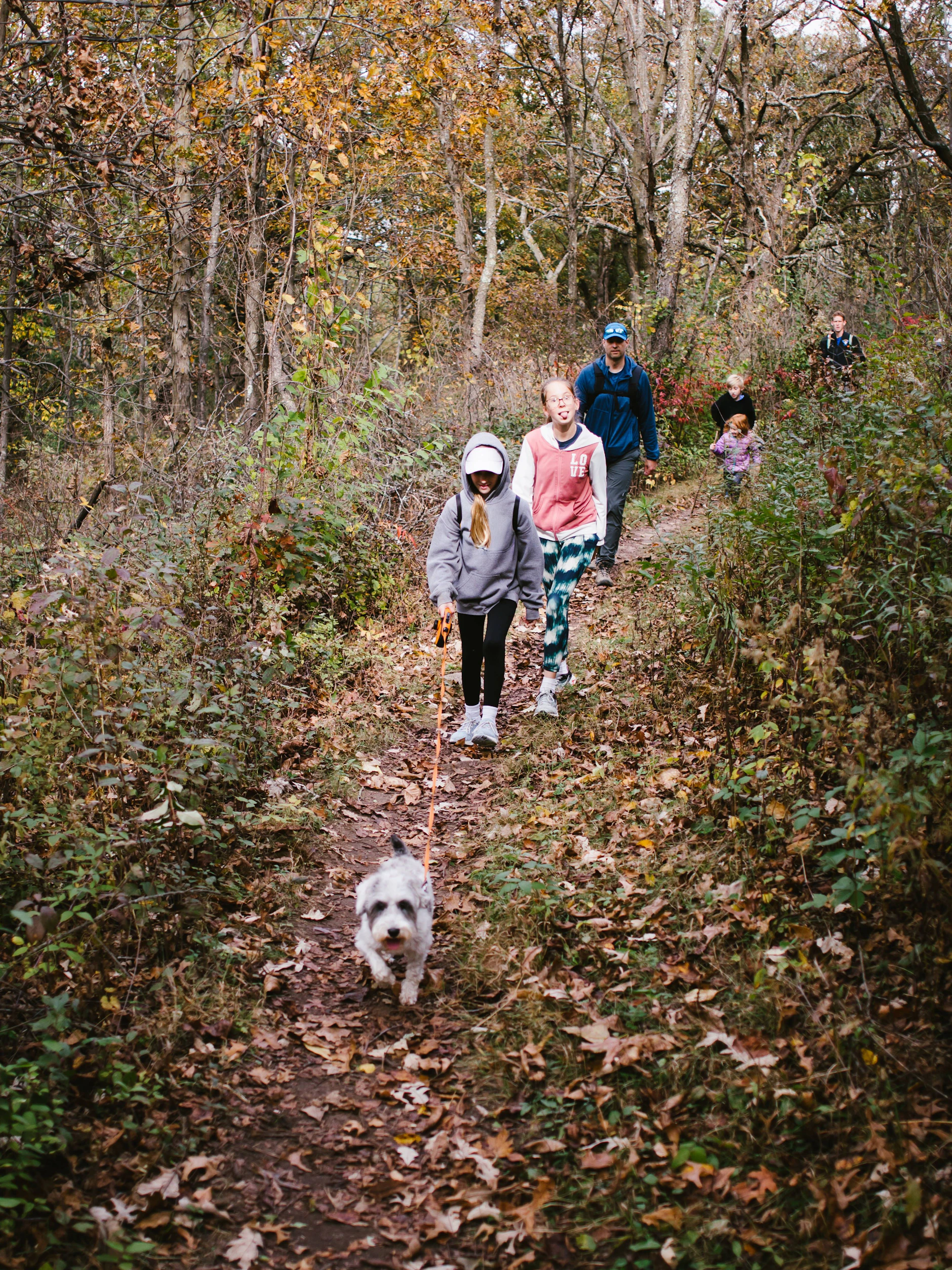 Hunde sollten bei betroffenen Gebieten im Wald angeleint sein.