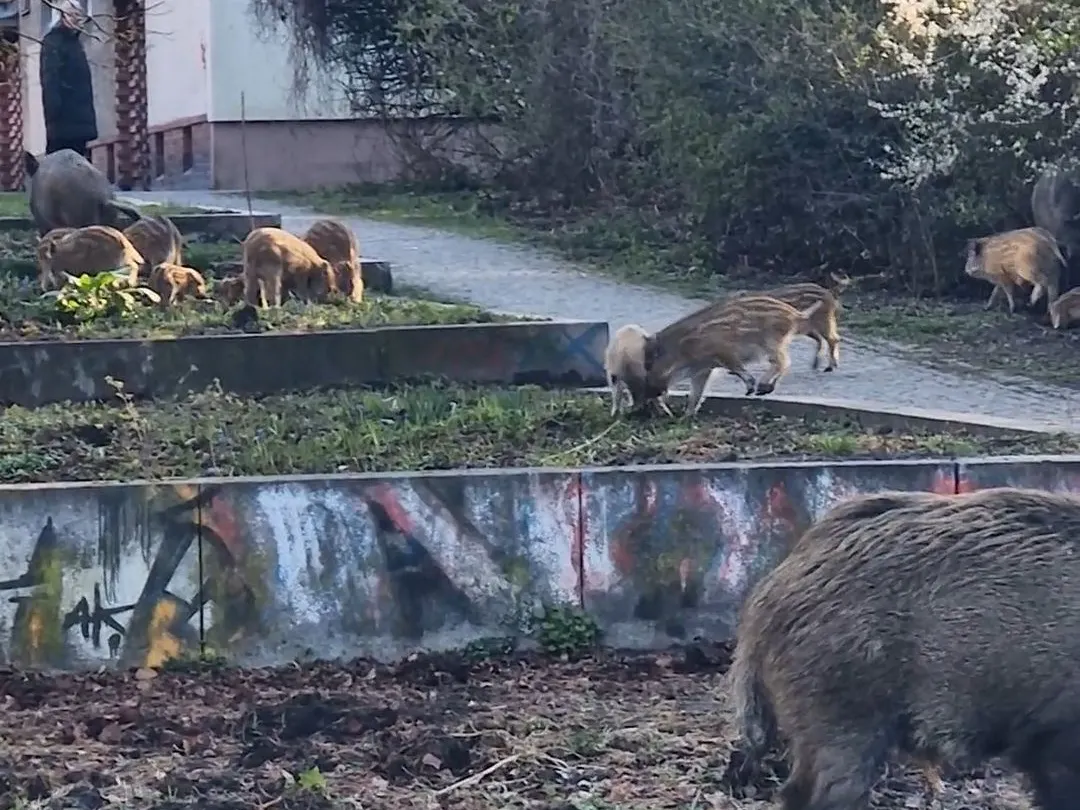 Wildschweine mitten im Wohngebiet: Eine Rotte durchstreift Grünflächen und Wege nahe dem Spektepark.