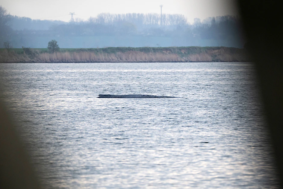 Der Buckelwal liegt am Morgen vor der Insel Poel. Für den bei Wismar gestrandeten Buckelwal soll der neue Rettungsversuch heute beginnen.