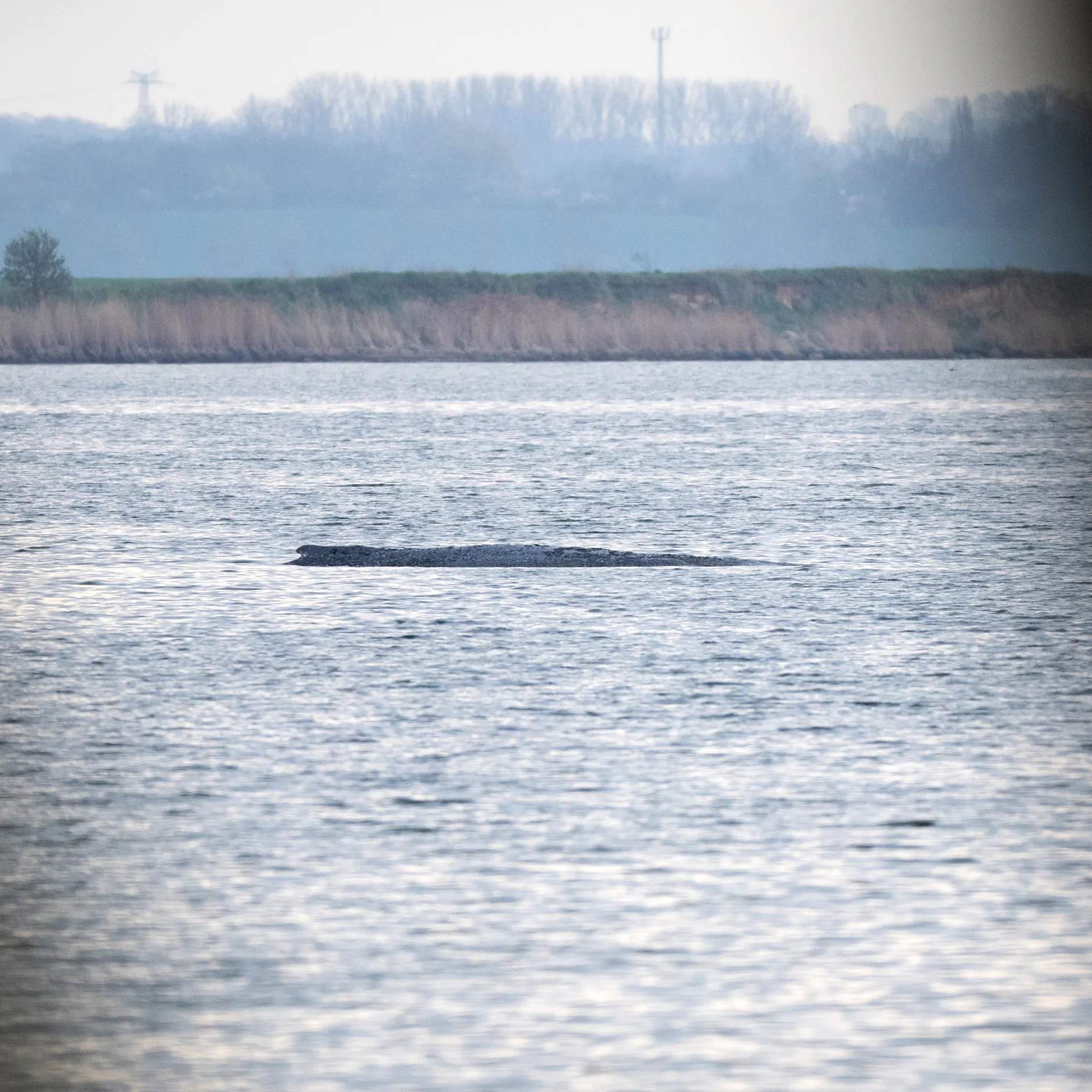 Rettungsaktion für Wal Timmy: Ein Spiegel der Doppelmoral