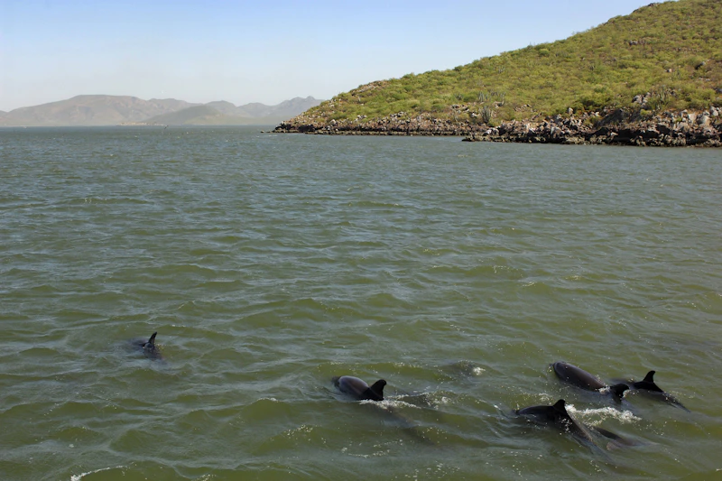Gift-Gefahr im Paradies: Das riskante deutsche Dünger-Projekt in Mexiko