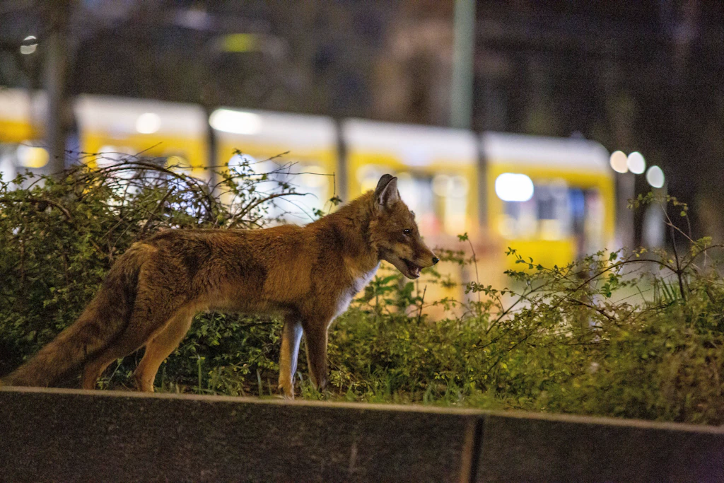 Gefährlicher Fuchs in Berlin verletzt und tötet Hunde: Bezirksamt warnt Anwohner
