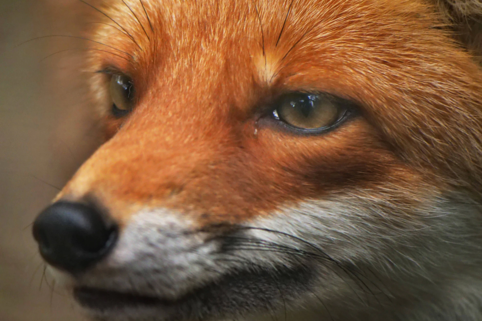 Ein Fuchs hat in Berlin einen Hund getötet (Symbolbild).