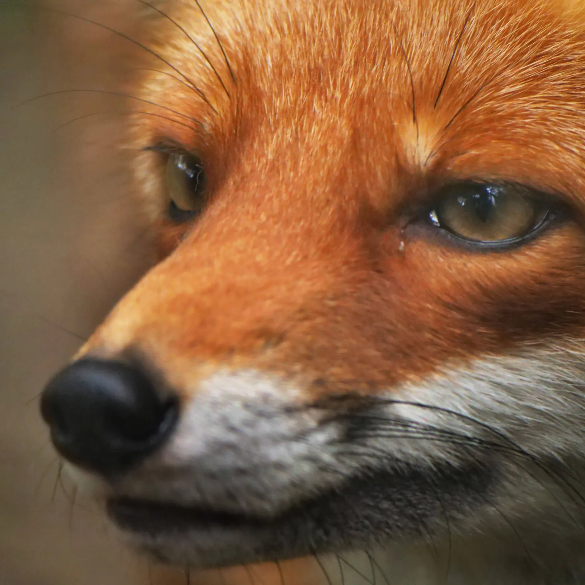 Berlin‑Reinickendorf: Aggressiver Fuchs greift Hunde an – Behörde warnt
