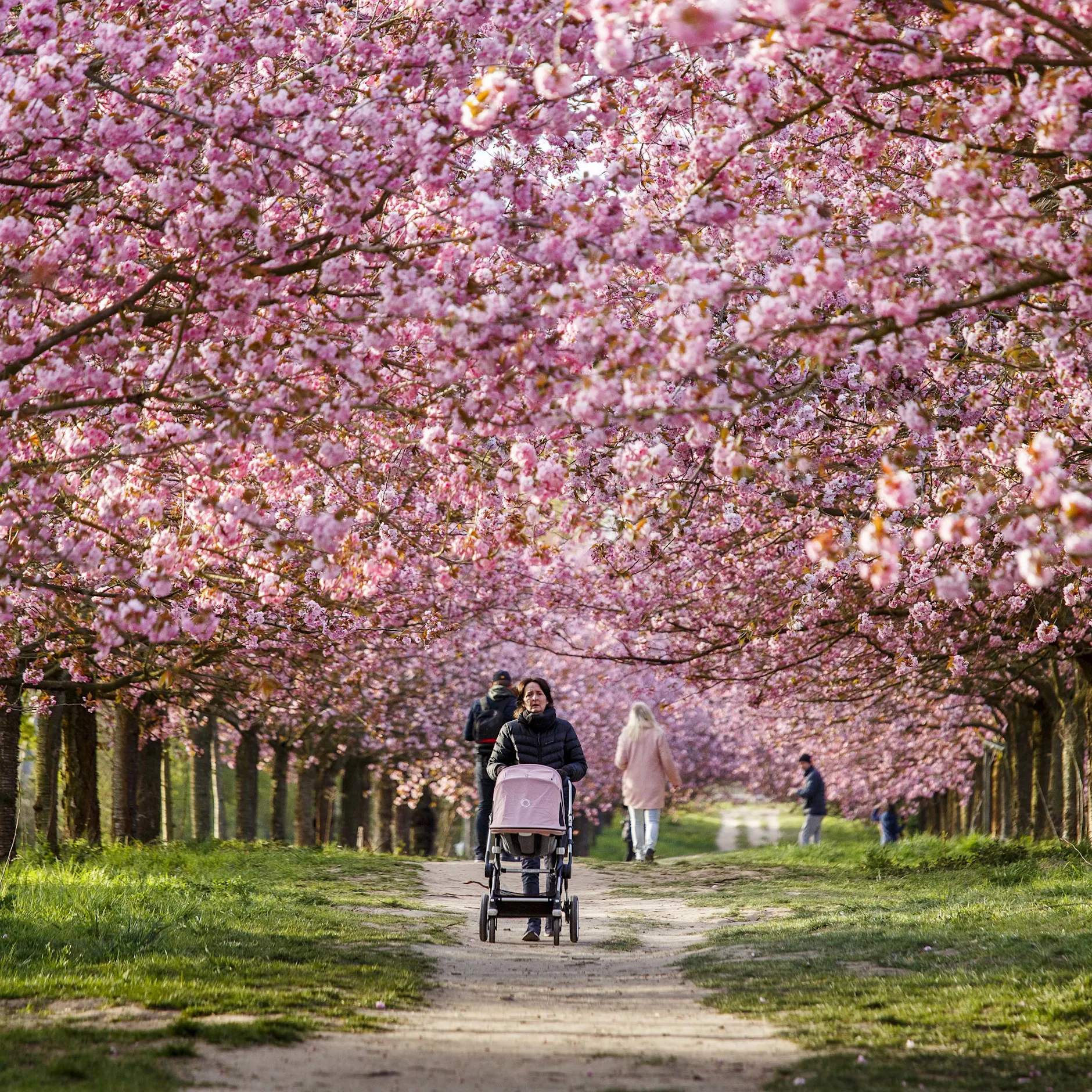 Frühlingszauber in Berlin: Entdecken Sie unsere schönste Kirschblütenalle!