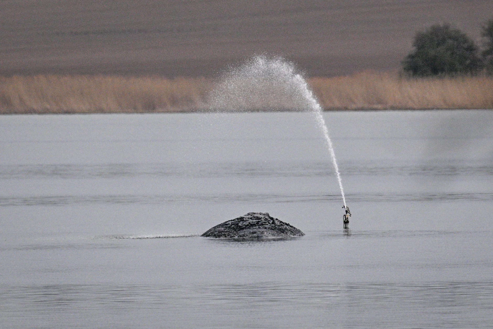 Der Wal gibt es Lebenszeichen, rund um ihn wurde eine Sperrzone von 500 Meter eingerichtet.