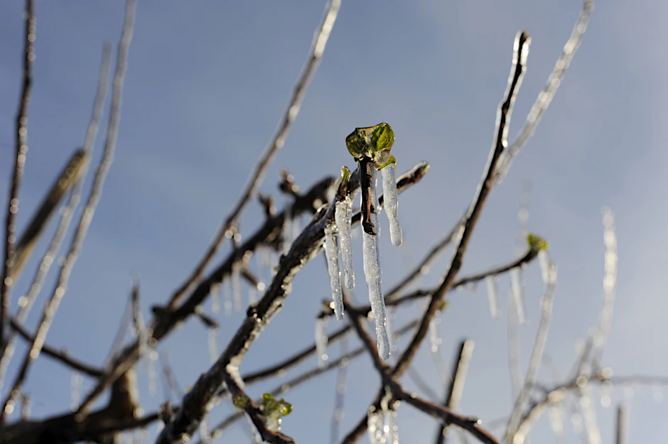 Gefürchtete Frostnächte: Im Obstanbau hat man ein waches Auge auf kalte Temperaturen im späten Frühjahr.