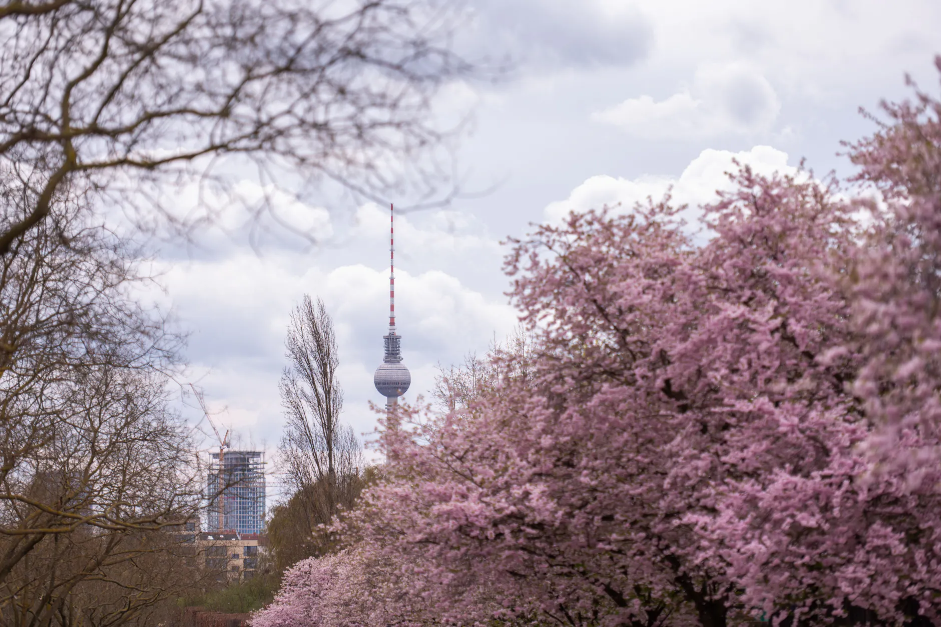 05.04.2026: In Berlin Prenzlauer Berg blühen aktuell die Kirschbäume.