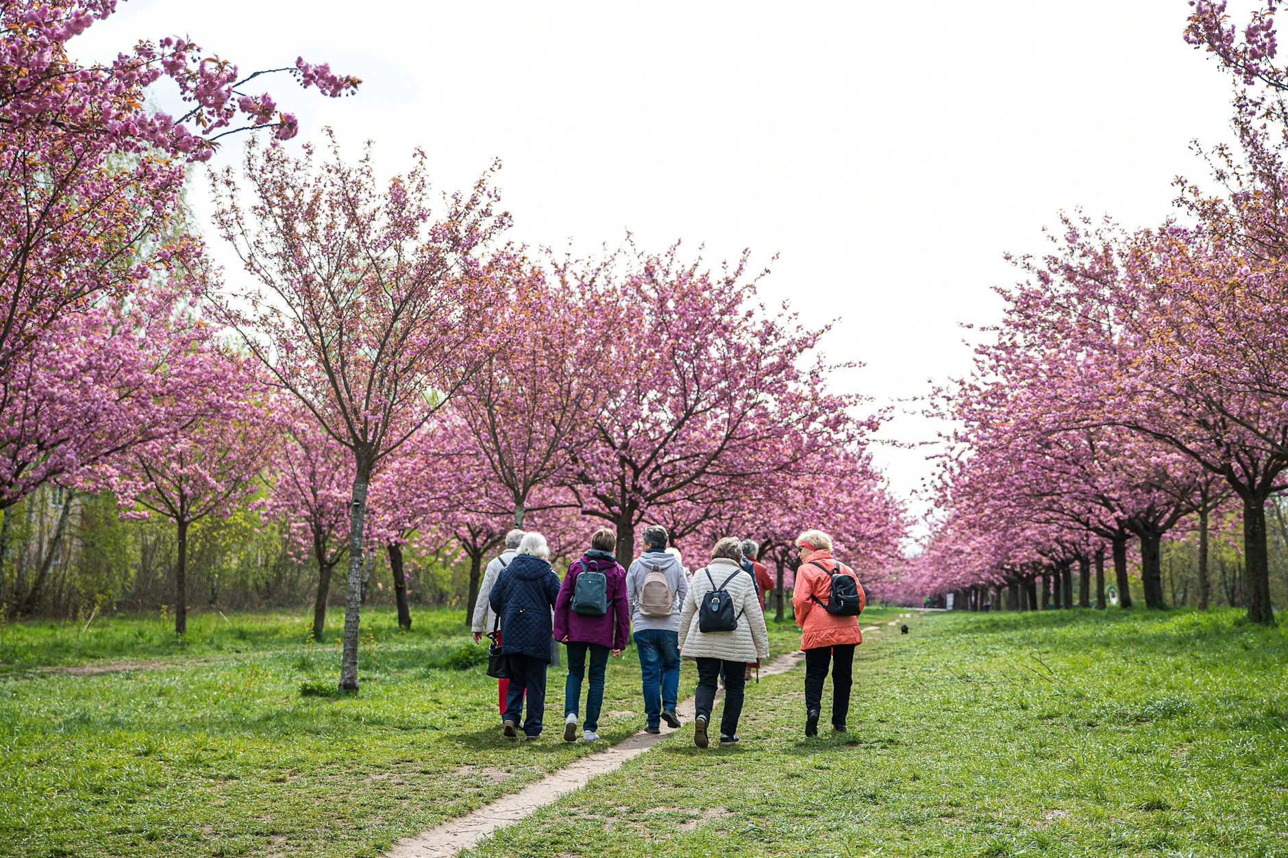  Diese Kirschblütenallee ist aus Berlin ganz leicht zu erreichen.
