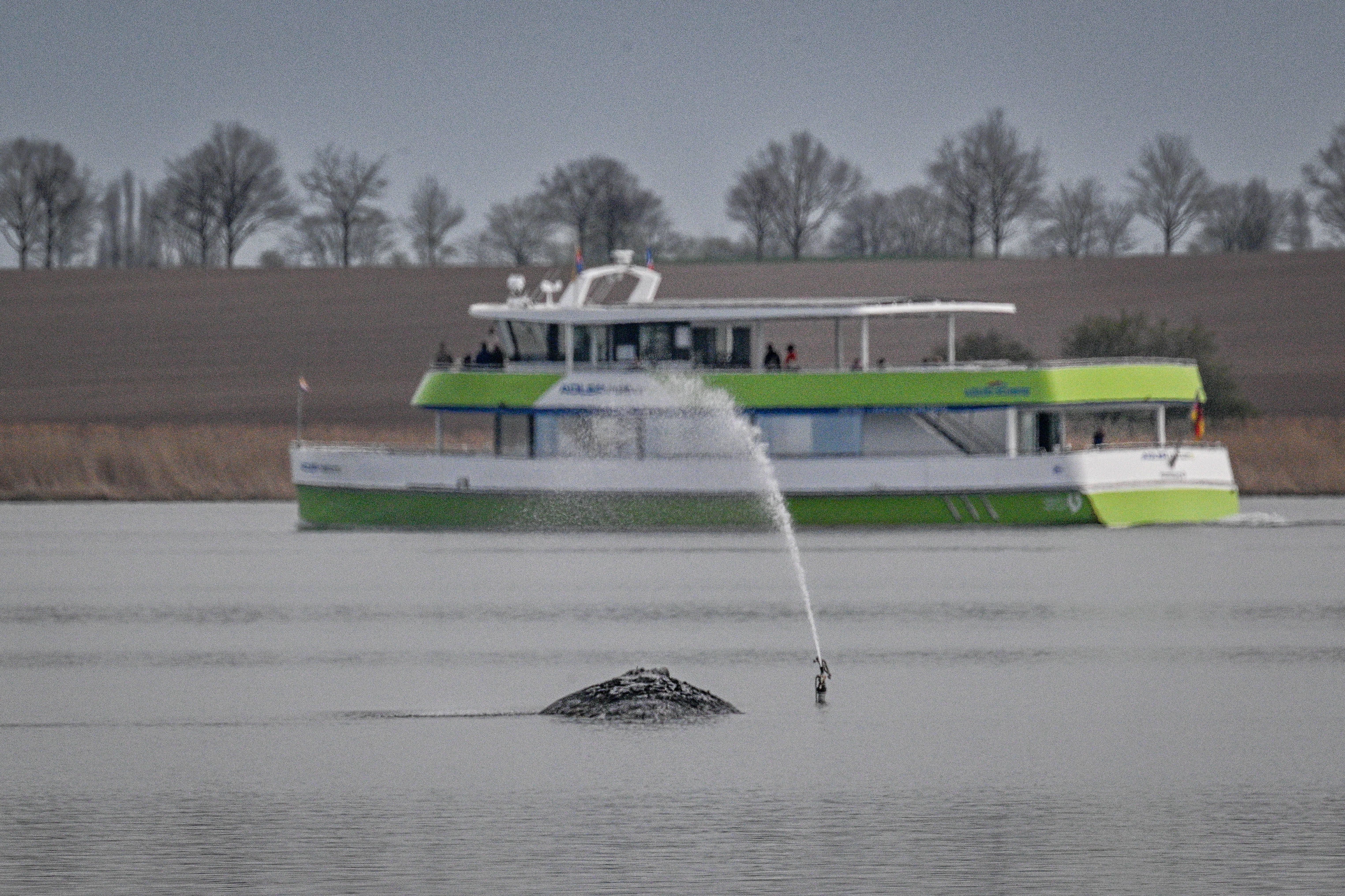 Tierschützer nennt den Wal‑Hype „Unfallopfer‑Gucken“