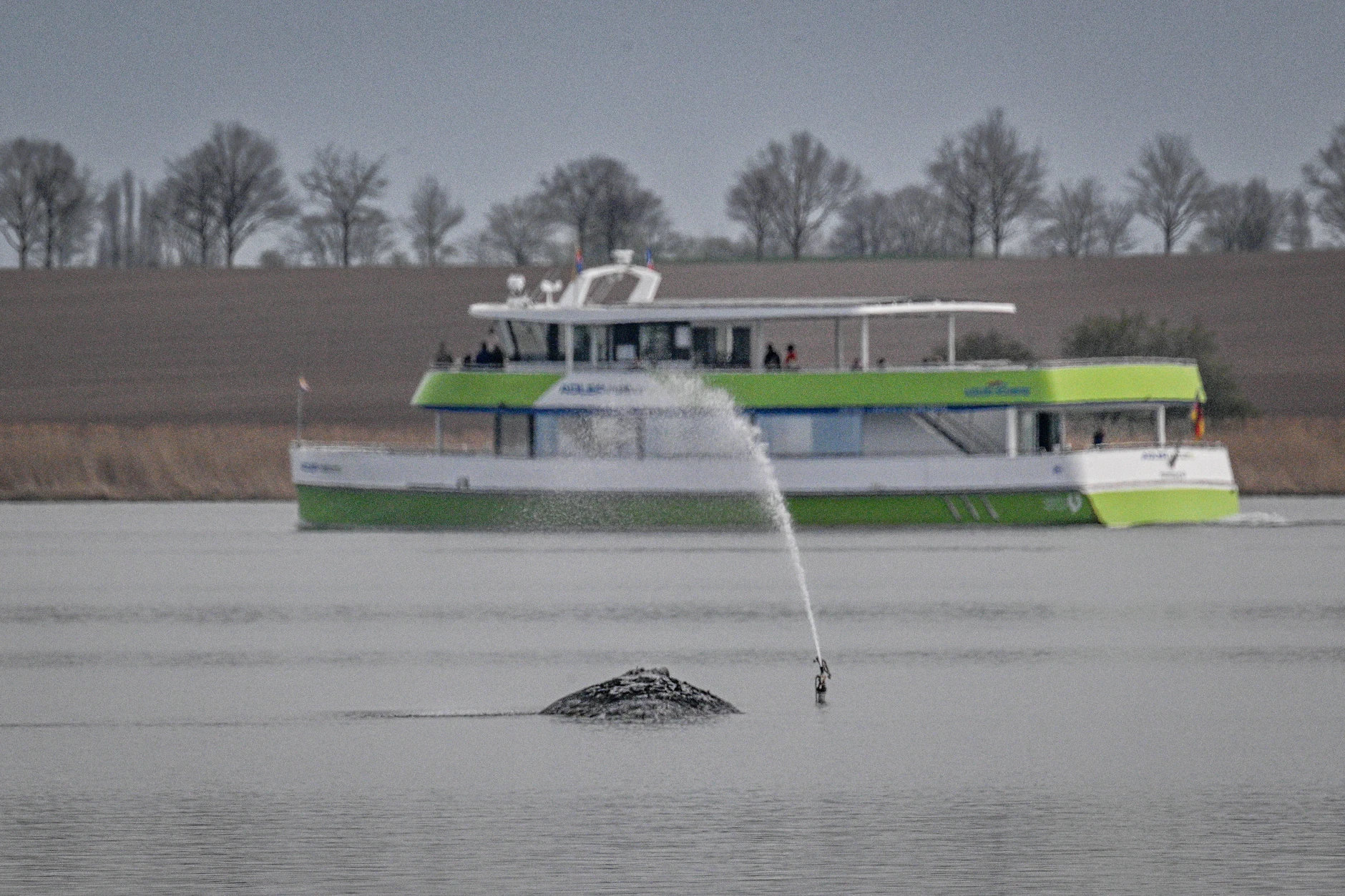 Der Wal wird vor der Insel Poel gerettet. Er wird rund um die Uhr von Helfern und der Polizei bewacht.