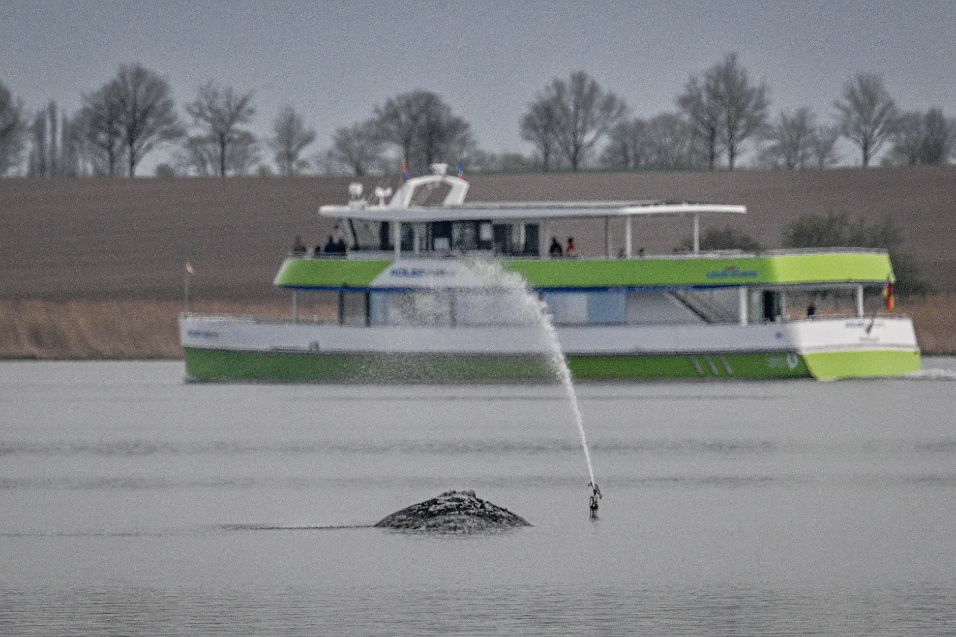 Tierschützer nennt den Wal‑Hype „Unfallopfer‑Gucken“