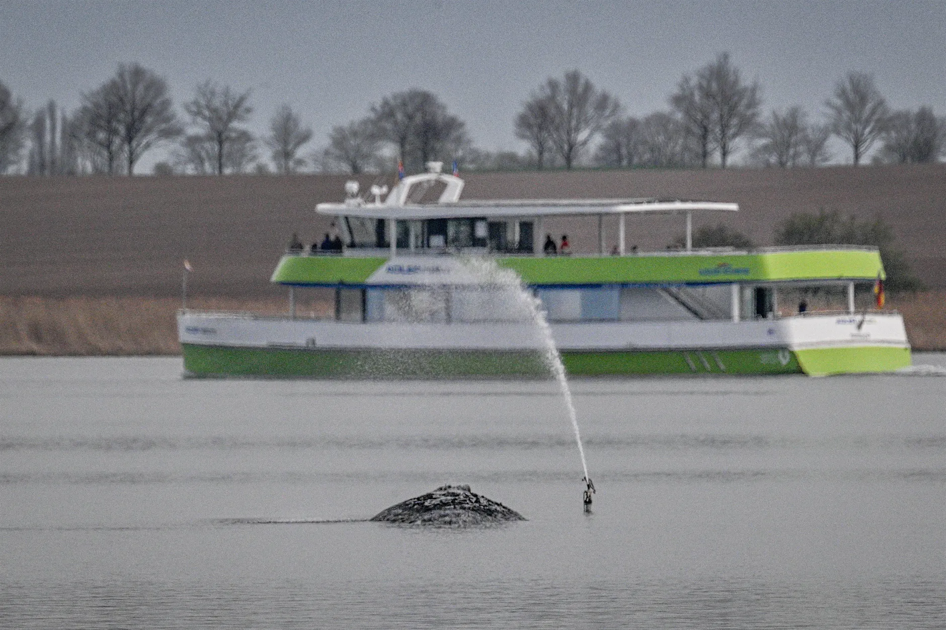 Tierschützer nennt den Wal‑Hype „Unfallopfer‑Gucken“